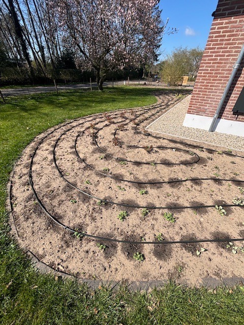 Druppelslangen aangelegd in border met jonge planten