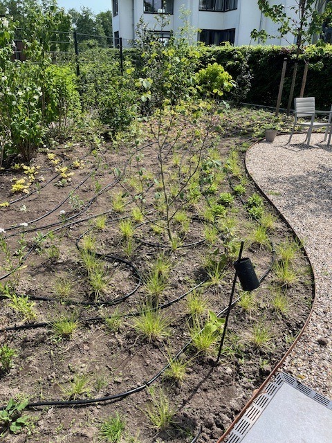 Druppelberegening in siertuin met vaste planten