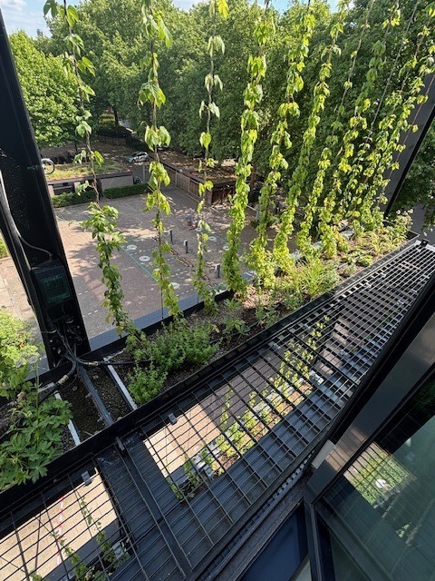 Groene wand met klimplanten langs trellis